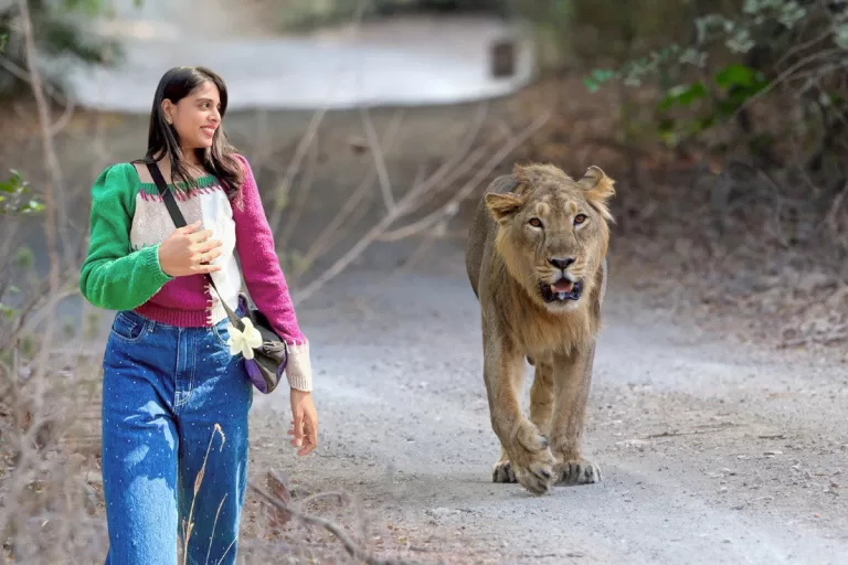 Woman walking during Ambardi Jungle Safari with Asiatic lion near Gir Forest